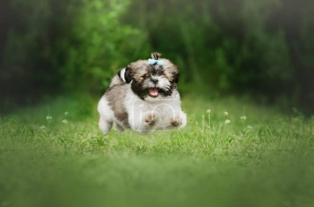 Foto de Shih tzu lindo cachorro expresivo mirada encantador retrato - Imagen libre de derechos