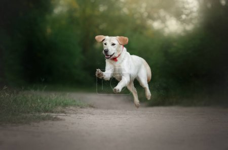 Foto de Lindo cachorro labrador divertido paseo feliz perro - Imagen libre de derechos