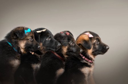 Foto de Pastor alemán cachorros perfil foto cuatro bebés hermoso retrato sobre un fondo claro - Imagen libre de derechos