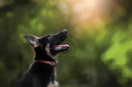 Photo for Cute german shepherd puppy walk at sunset - Royalty Free Image