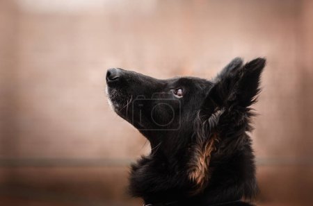 Téléchargez les photos : Berger allemand chien beau portrait lumière magique promenade avec chiens - en image libre de droit