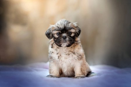 Foto de Shih tzu lindo cachorro expresivo mirada encantador retrato - Imagen libre de derechos