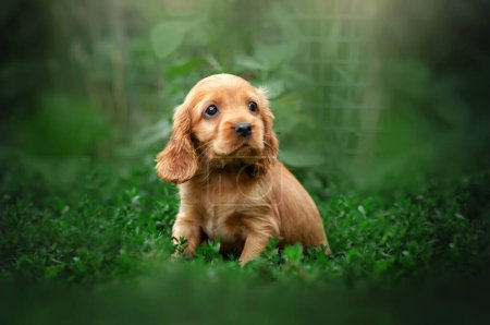 Photo for English cocker spaniel cute ginger puppies funny photo expressive look beautiful portrait - Royalty Free Image