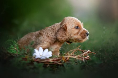 Photo for English cocker spaniel cute ginger puppies funny photo expressive look beautiful portrait - Royalty Free Image