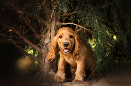 Foto de Inglés cocker spaniel perro lindo cachorro encantador retrato magia luz puesta del sol naranja - Imagen libre de derechos