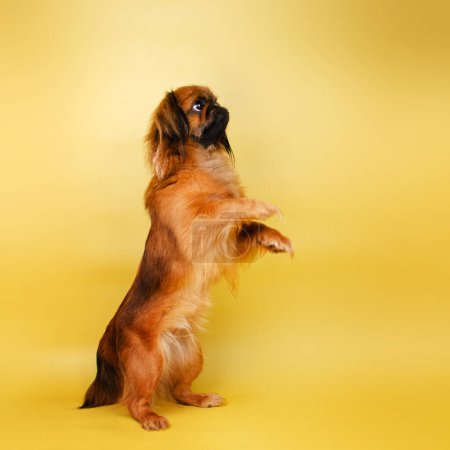 Foto de Pekingese perro estudio foto mascota lindo retrato hermosa luz - Imagen libre de derechos