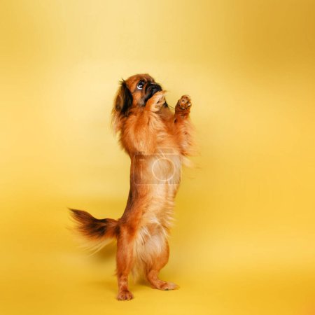 Téléchargez les photos : Pekingese chien studio photo animal mignon portrait belle lumière - en image libre de droit