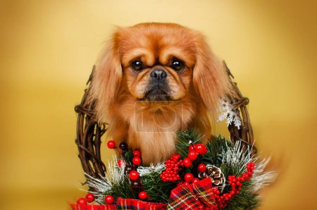 Foto de Pekingese perro estudio foto mascota lindo retrato hermosa luz - Imagen libre de derechos