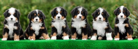Photo for Cute group photo of Bernese Mountain Dog puppies on a green background - Royalty Free Image