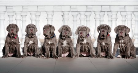 Foto de Lindo grupo foto de mastino napolitano cachorros sobre un fondo claro - Imagen libre de derechos