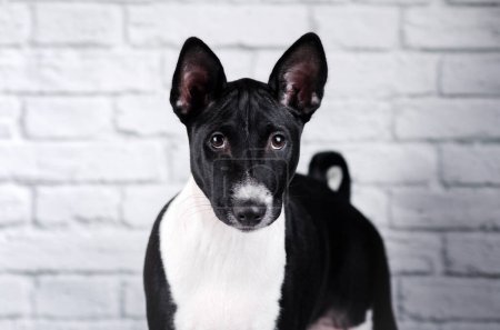 Foto de Basenji perro lindo cachorro retrato en blanco fondo estudio foto mascotas - Imagen libre de derechos