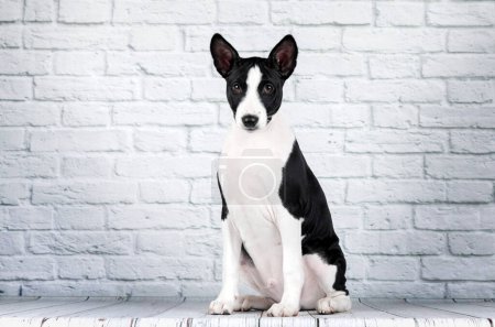 Foto de Basenji perro lindo cachorro retrato en blanco fondo estudio foto mascotas - Imagen libre de derechos