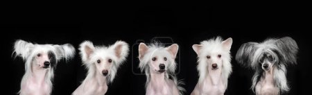 Foto de Chino cresta perro retrato en un negro fondo perro partido muchos cachorros en una foto - Imagen libre de derechos