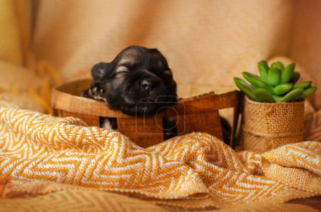 Photo for Newborn photo session of small puppies on a bright background, pets are sleeping - Royalty Free Image