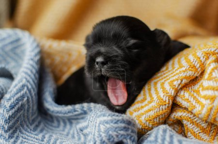Téléchargez les photos : Session photo nouveau-né de petits chiots sur un fond lumineux, les animaux dorment - en image libre de droit