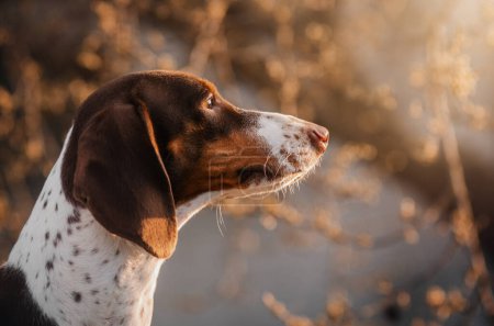 Photo for A beautiful portrait of a Peibald dachshund dog on the background of a magical light sunset - Royalty Free Image