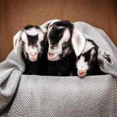 Téléchargez les photos : Portrait mignon d'un bébé chèvre belles photos de ferme - en image libre de droit