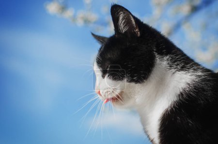Téléchargez les photos : Chat noir et blanc photos de plein air d'animaux dans la nature - en image libre de droit