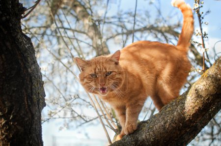 Téléchargez les photos : Chat rouge photos d'animaux dans la nature - en image libre de droit