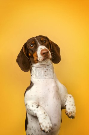 Téléchargez les photos : Une photo d'un chien en studio, un teckel piétiné sur fond jaune, une drôle de photo d'un animal de compagnie - en image libre de droit