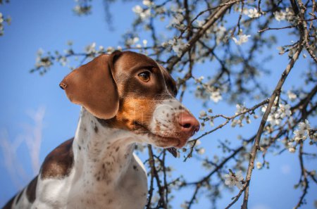 Téléchargez les photos : Dachshund piebald portrait de printemps d'un animal de compagnie sur une promenade - en image libre de droit