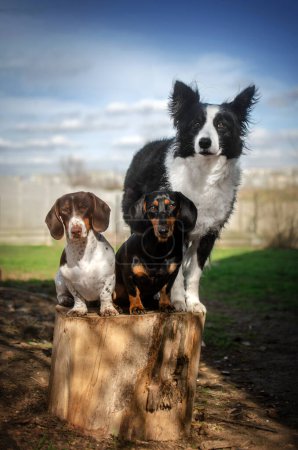 Foto de Retrato de primavera de tres amigos collie frontera perro y dos salchichas - Imagen libre de derechos