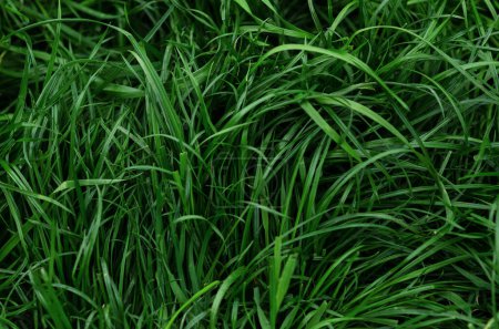 Téléchargez les photos : Vert fond printemps herbe en grande taille - en image libre de droit