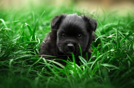 Téléchargez les photos : Petits chiots marchent sur l'herbe verte portrait d'un chien - en image libre de droit