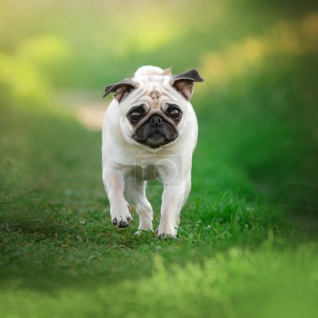 Foto de Perro pug pasear sobre hierba verde primavera y mascota - Imagen libre de derechos