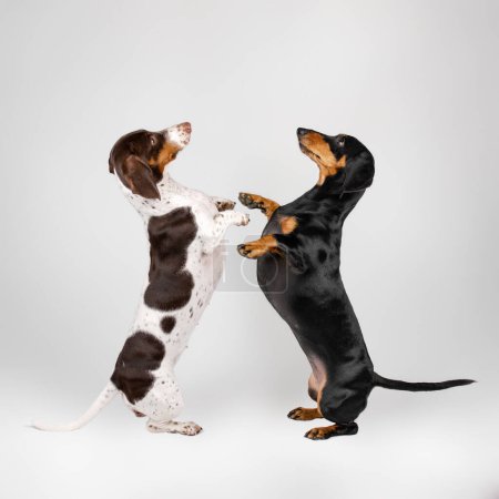 Foto de Foto divertida de un perro salchicha bailando sobre un fondo blanco - Imagen libre de derechos