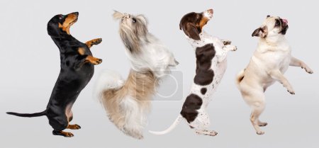 Foto de Foto divertida de perros sobre fondo blanco dachshund baile, shih tzu y pug - Imagen libre de derechos
