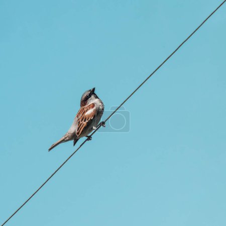 Photo for Bird sparrow on the background of the blue sky - Royalty Free Image