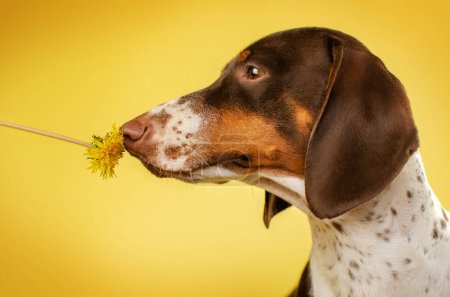 Téléchargez les photos : Drôle de photo d'un dachshund chien avec un pissenlit sur un fond jaune - en image libre de droit