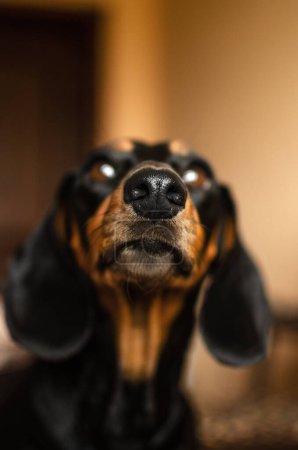 Foto de Perros dachshund lindo hogar fotos de mascotas - Imagen libre de derechos