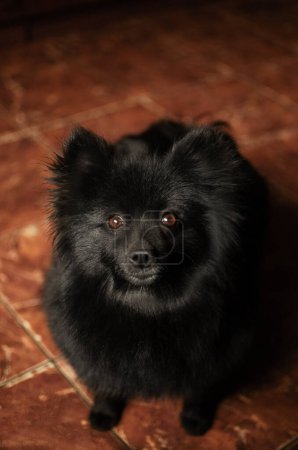 Photo for Black spitz dog domestic cute photo portrait of a pet - Royalty Free Image