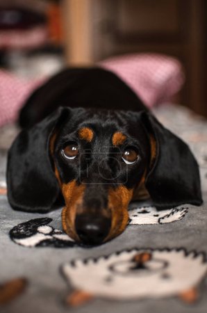 Téléchargez les photos : Dachshund chiens mignonnes photos de la maison des animaux domestiques - en image libre de droit