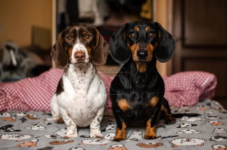 Téléchargez les photos : Dachshund chiens mignonnes photos de la maison des animaux domestiques - en image libre de droit