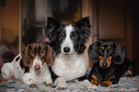 Téléchargez les photos : Teckel et frontière collie chiens mignon maison animaux de compagnie photos - en image libre de droit
