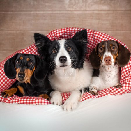 Photo for Dachshund and border collie dogs cute home pet pictures - Royalty Free Image