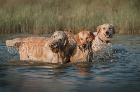 Photo for Golden retriever dog running on water summer walk near the river - Royalty Free Image