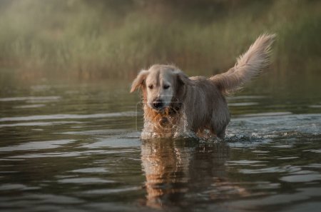 Photo for Golden retriever dog running on water summer walk near the river - Royalty Free Image