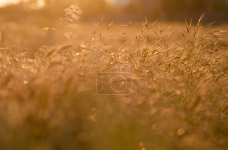 Téléchargez les photos : Herbe de champ dans les rayons du coucher du soleil fond bokeh - en image libre de droit