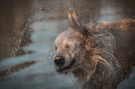 Photo for Golden retriever dog shaking from water funny portrait with water drops - Royalty Free Image