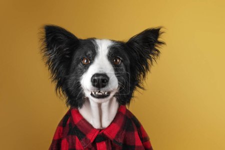 Foto de Borde collie perro divertido mascota retrato sobre un fondo amarillo - Imagen libre de derechos