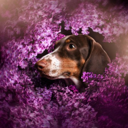 Photo for Piebold dachshund portrait of a dog in lilac flowers on a black background - Royalty Free Image