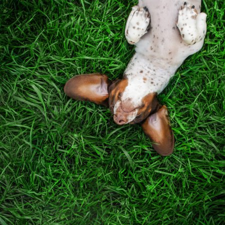 Foto de Dachshund piebald foto divertida de un perro disfrutando del calor que yace en la hierba verde - Imagen libre de derechos