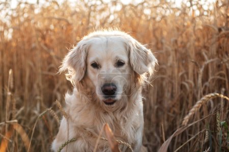Téléchargez les photos : Golden retriever chien marche au coucher du soleil lumière magique dans le champ de blé - en image libre de droit