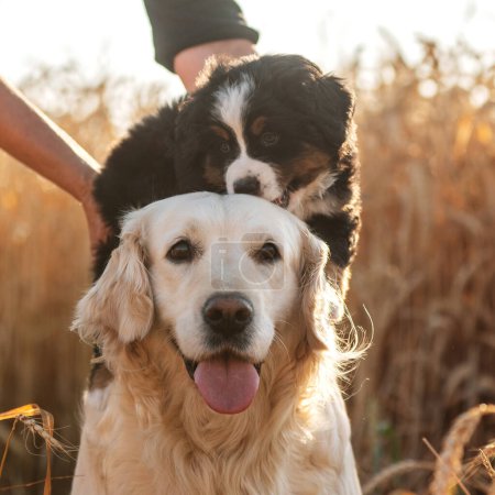 Foto de Retrato divertido de golden retriever y bernese perro de montaña cachorro - Imagen libre de derechos