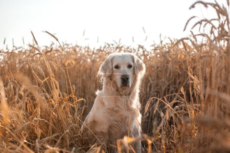Téléchargez les photos : Golden retriever chien marche au coucher du soleil lumière magique dans le champ de blé - en image libre de droit