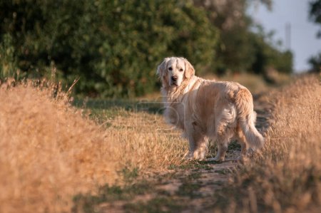 Téléchargez les photos : Golden retriever chien marche au coucher du soleil dans la nature - en image libre de droit